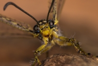 Le Fourmilion longicorne (Neuroptre - Myrmeleontidae - Distoleon tetragrammicus)